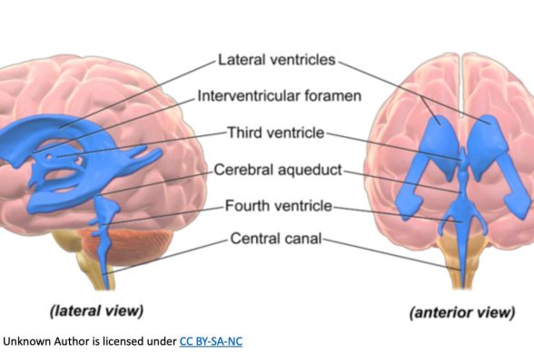 Brain Chart